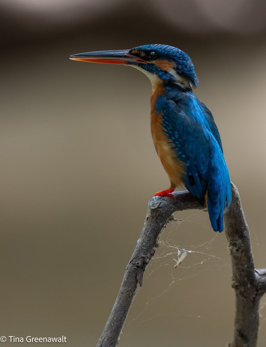 Common Kingfisher - ML643854487