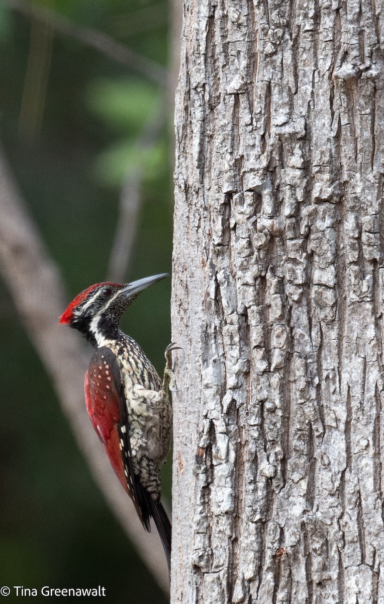 Red-backed Flameback - ML643854502