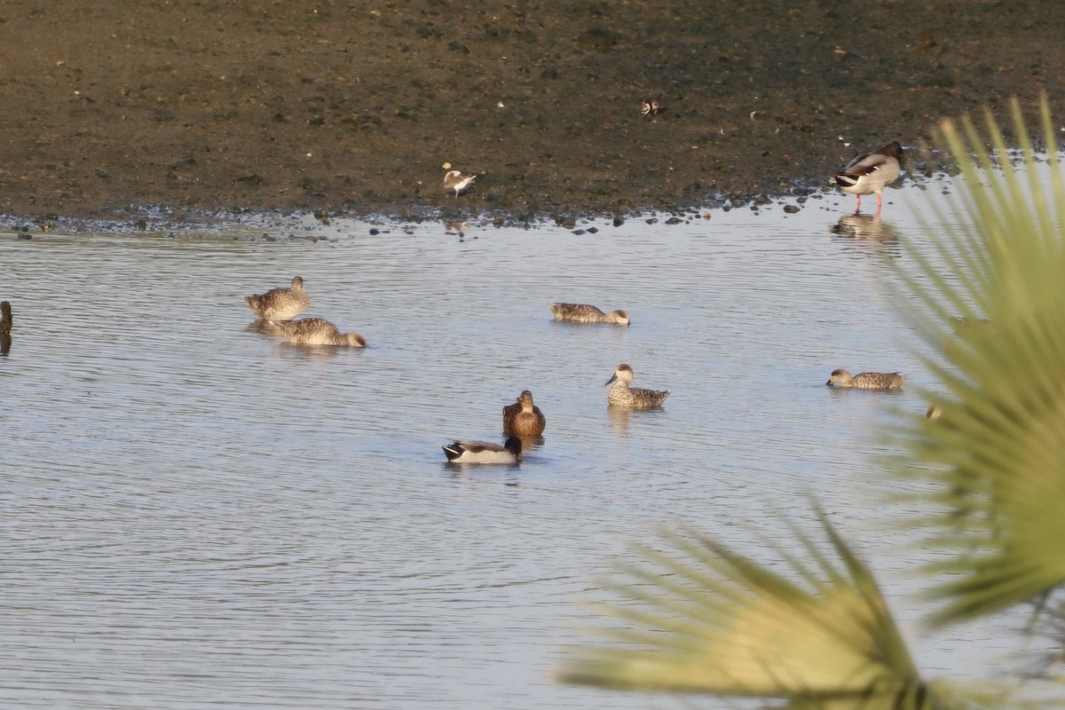 Marbled Duck - ML643854527