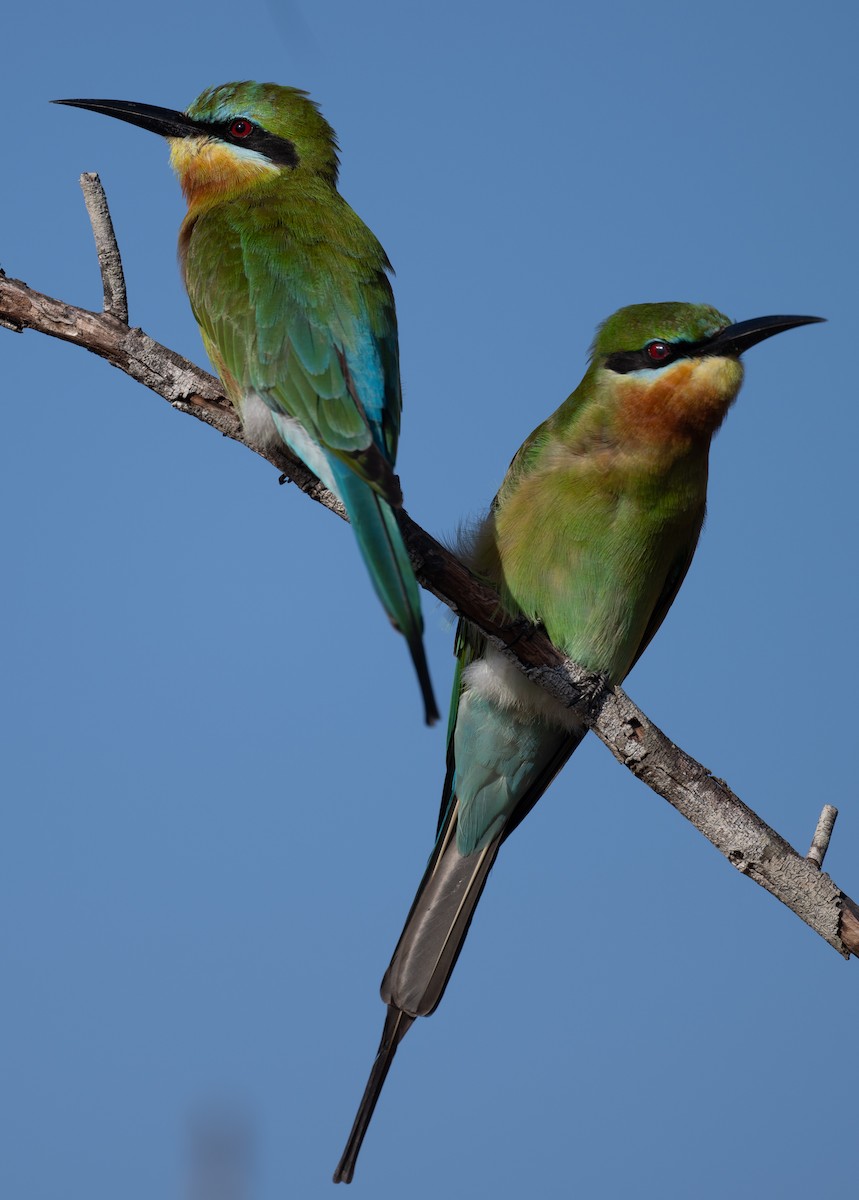 Blue-tailed Bee-eater - ML643854540