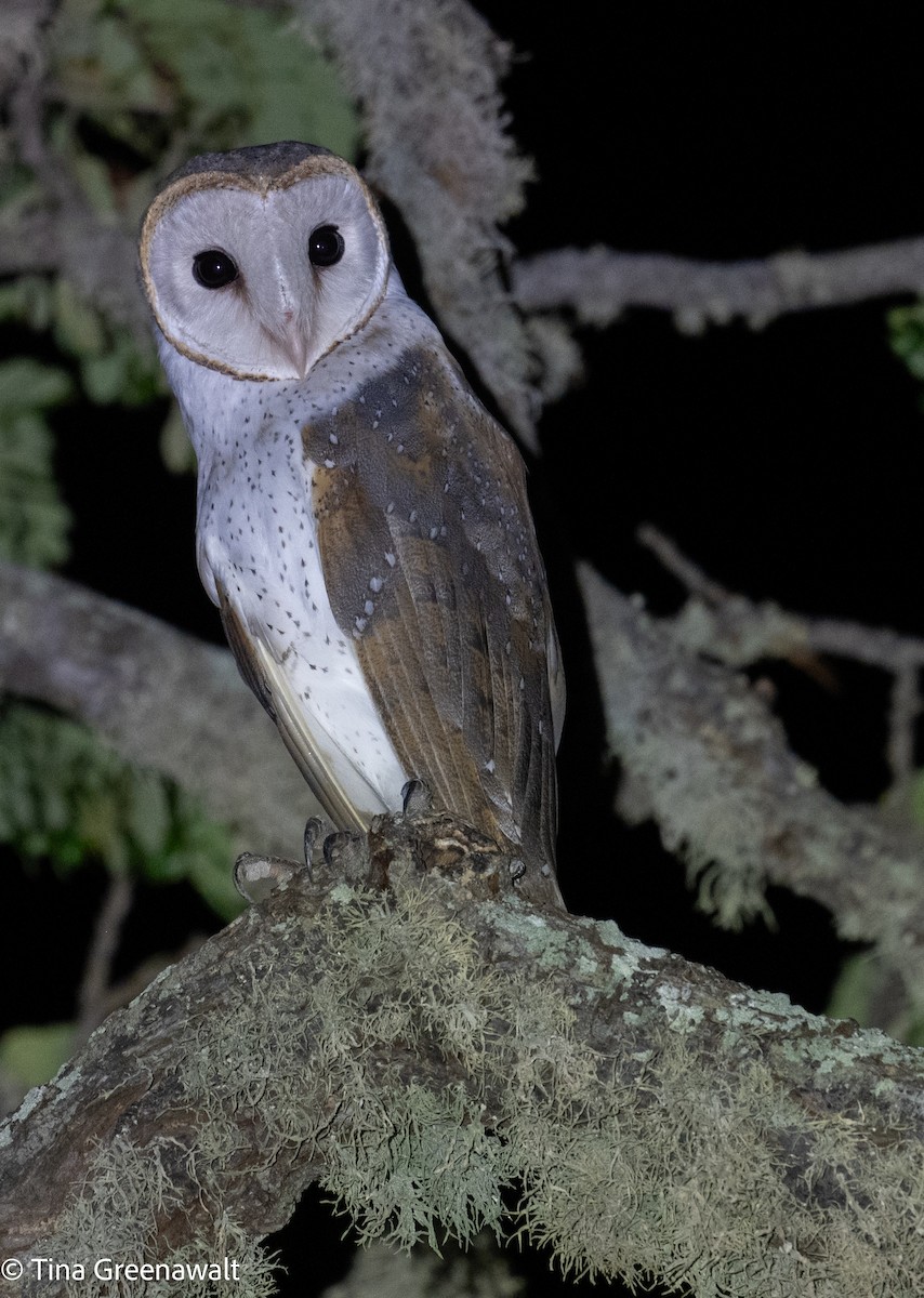 Eastern Barn Owl - ML643854585