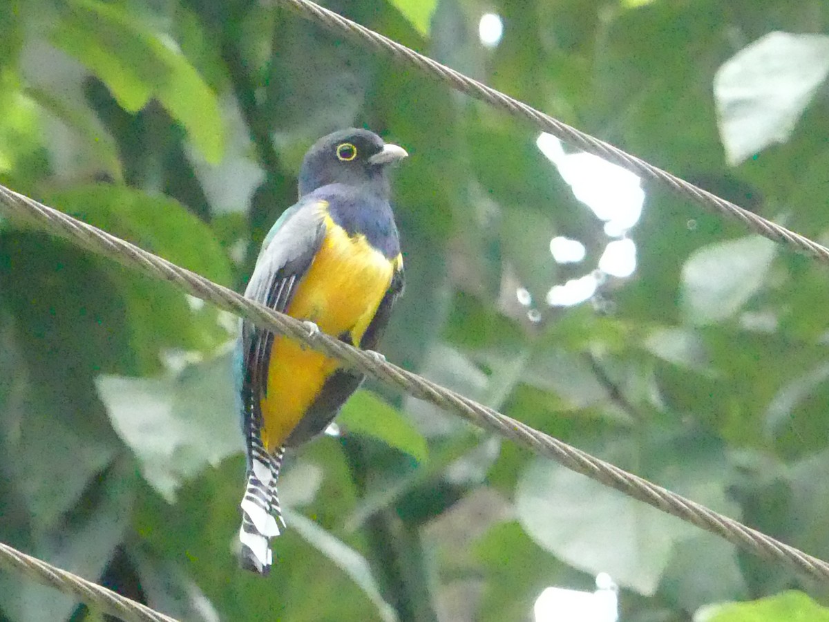 Gartered Trogon - ML643854587