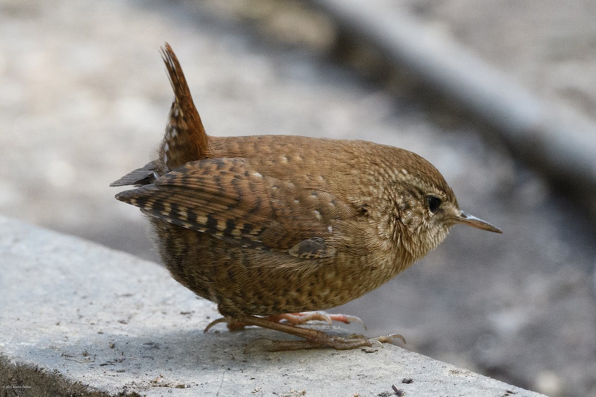 Winter Wren - ML643854604