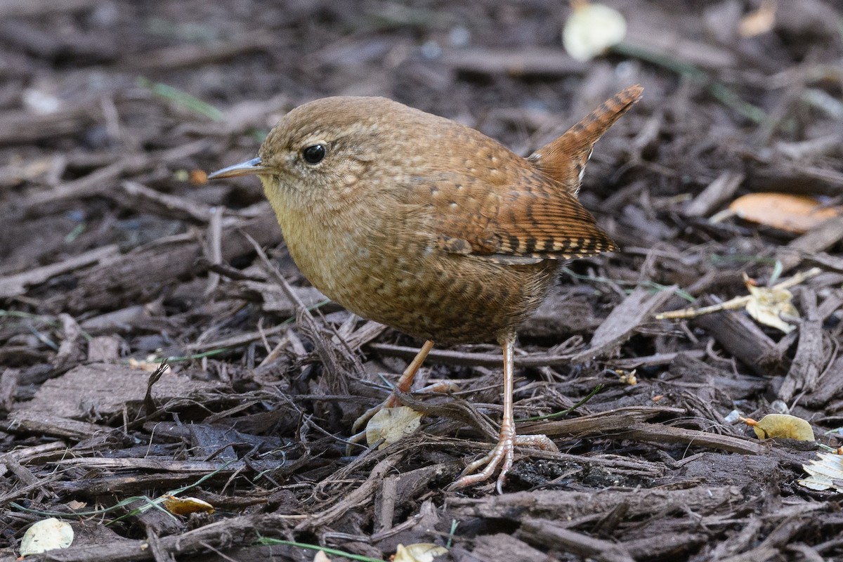 Winter Wren - ML643854605