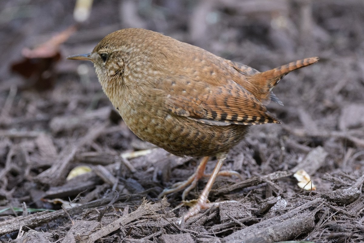 Winter Wren - ML643854606