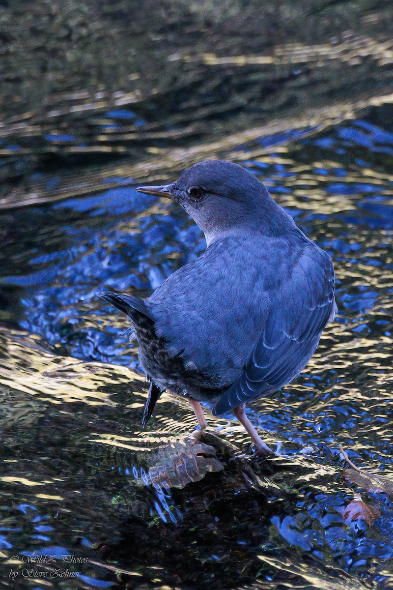 American Dipper - ML643854608