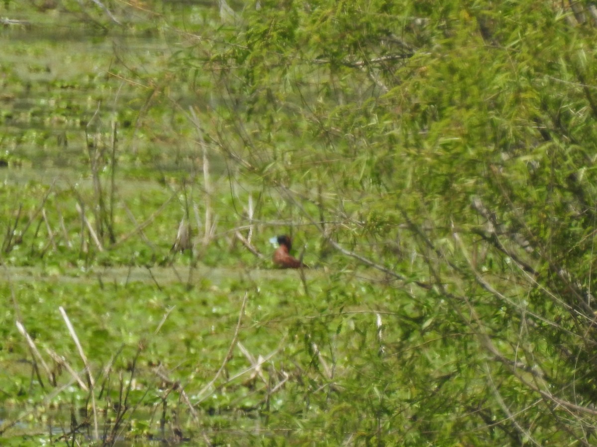Masked Duck - ML643854612