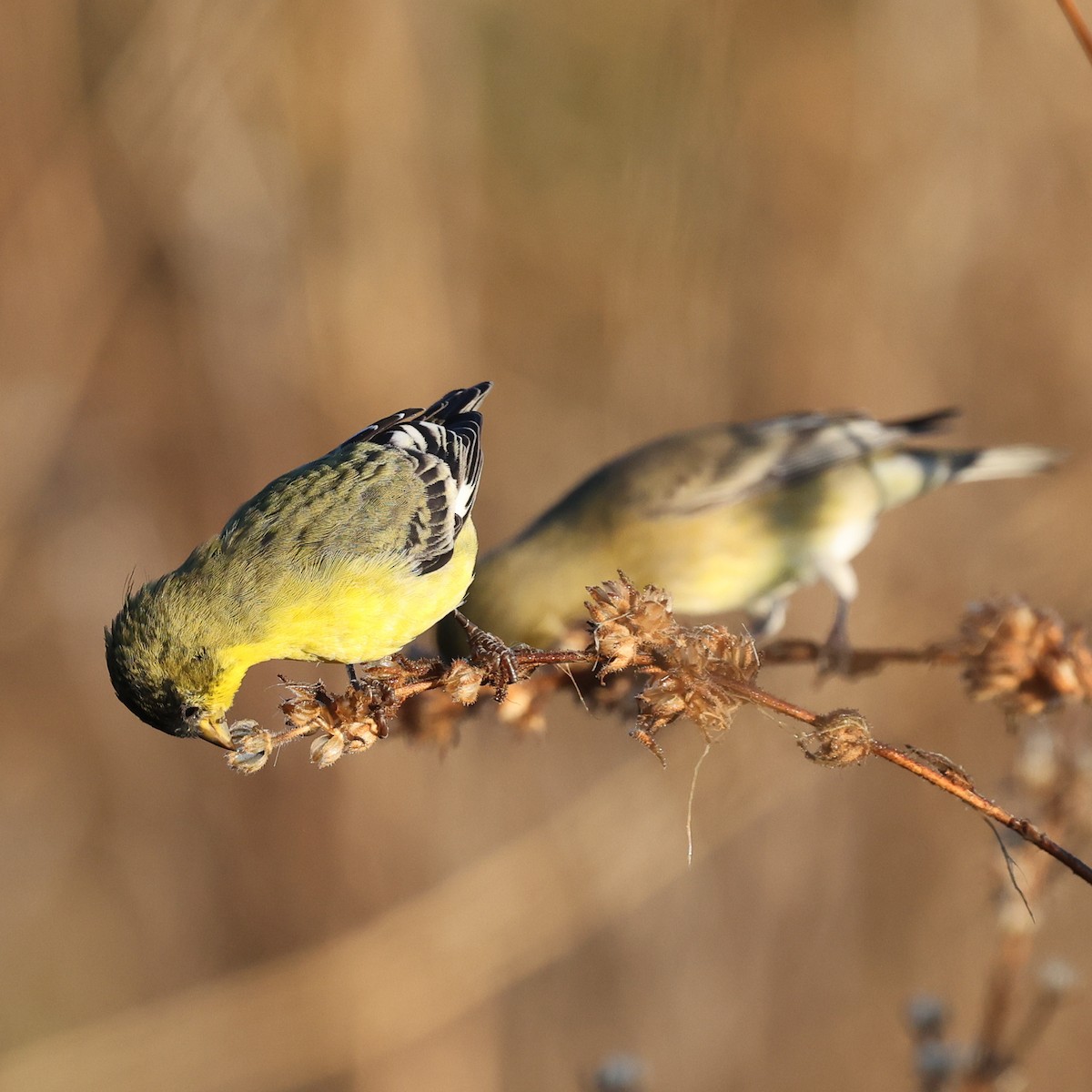 Lesser Goldfinch - ML643854615