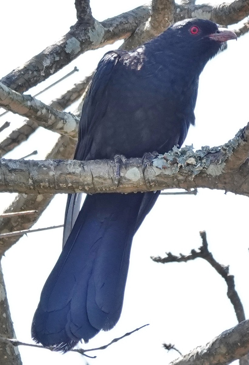 Coucou bleuté (cyanocephalus/subcyanocephalus) - ML643854617