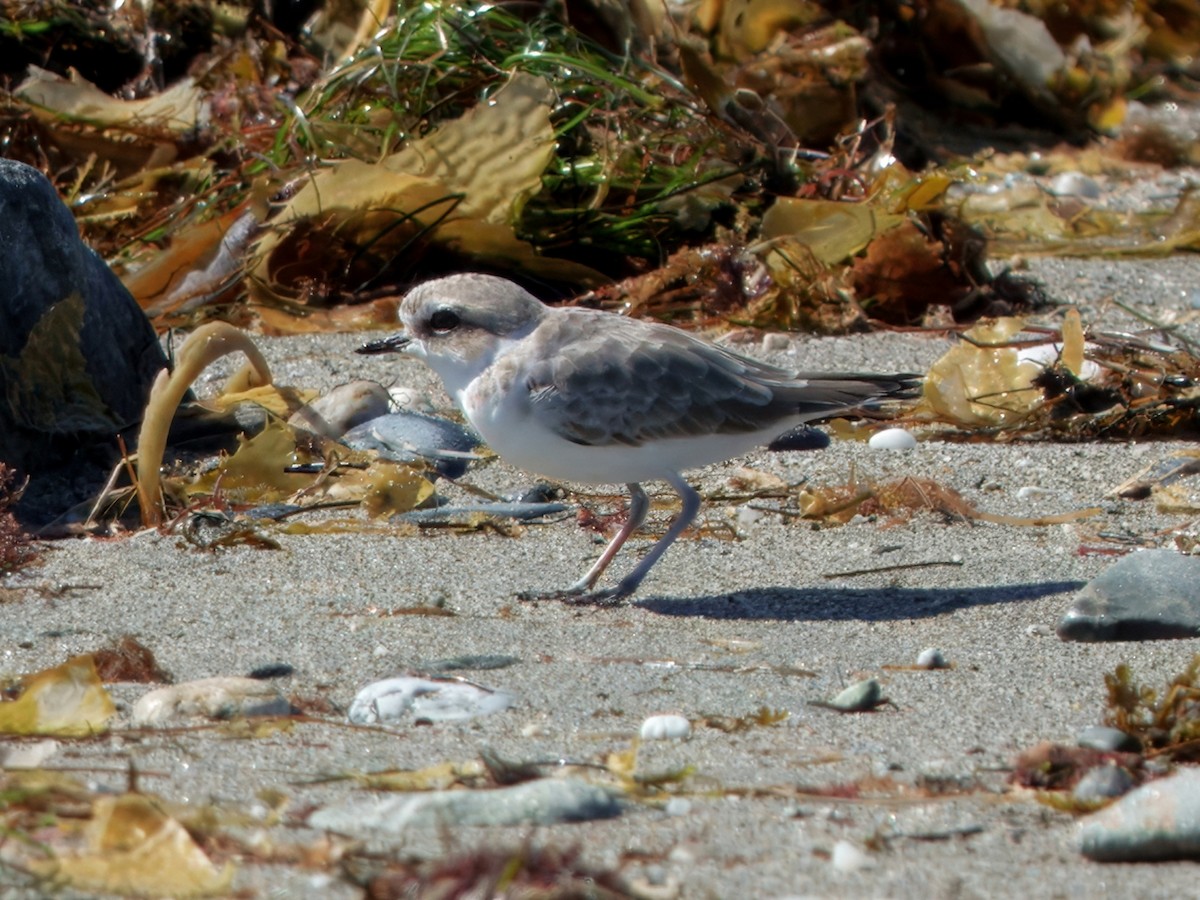 Snowy Plover - ML643854625