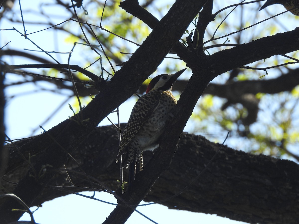 Green-barred Woodpecker - ML643854628