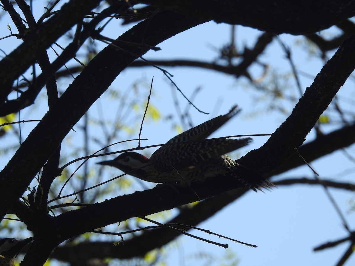 Green-barred Woodpecker - ML643854629