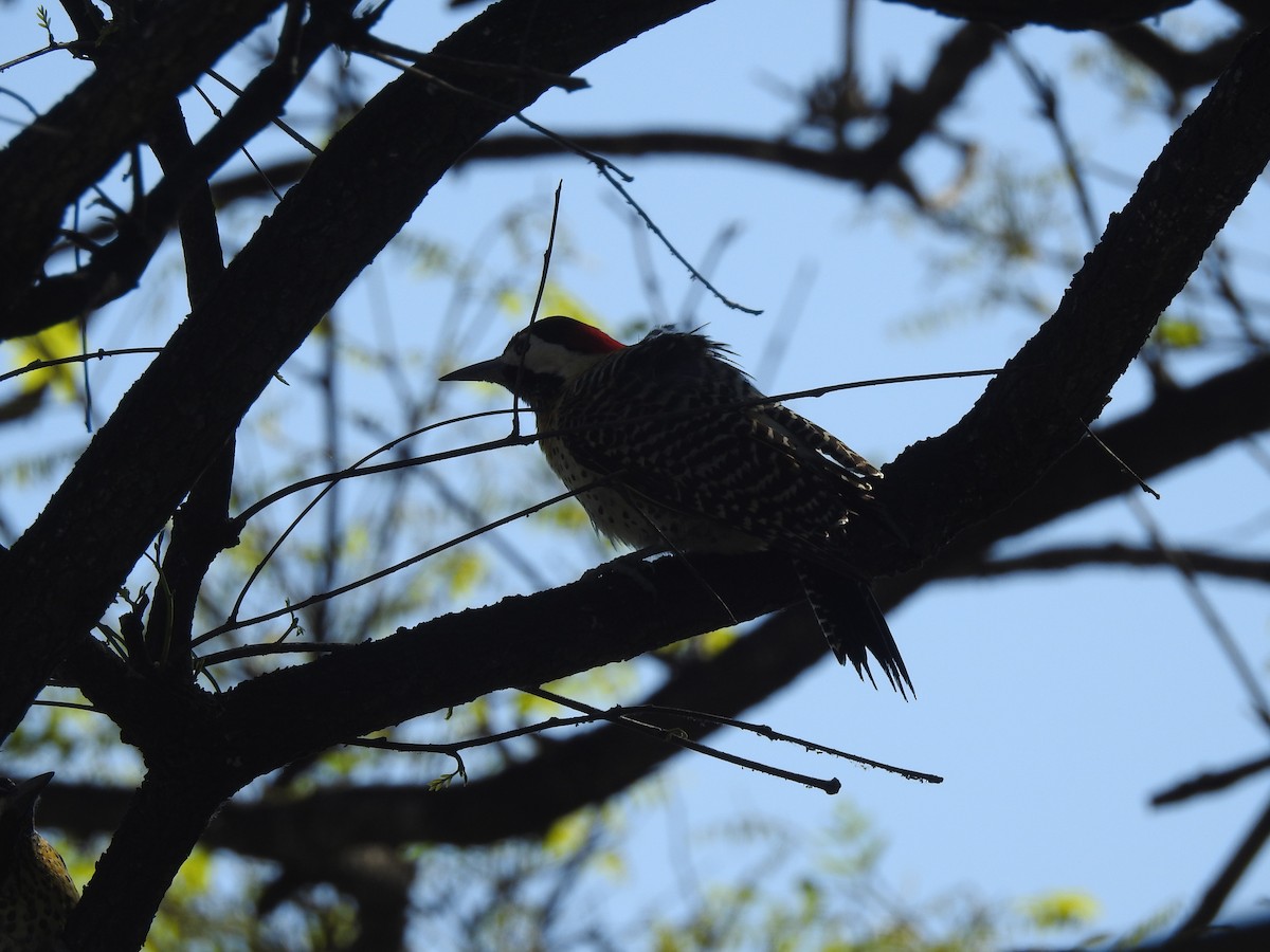 Green-barred Woodpecker - ML643854630