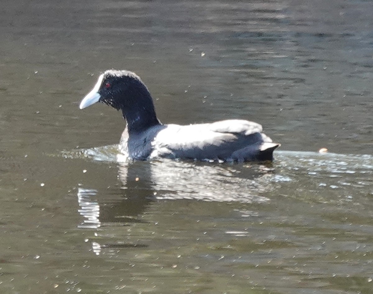 Eurasian Coot - ML643854643