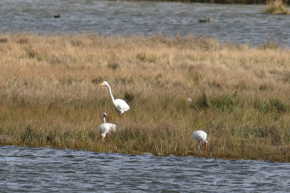 White Ibis - ML643854655