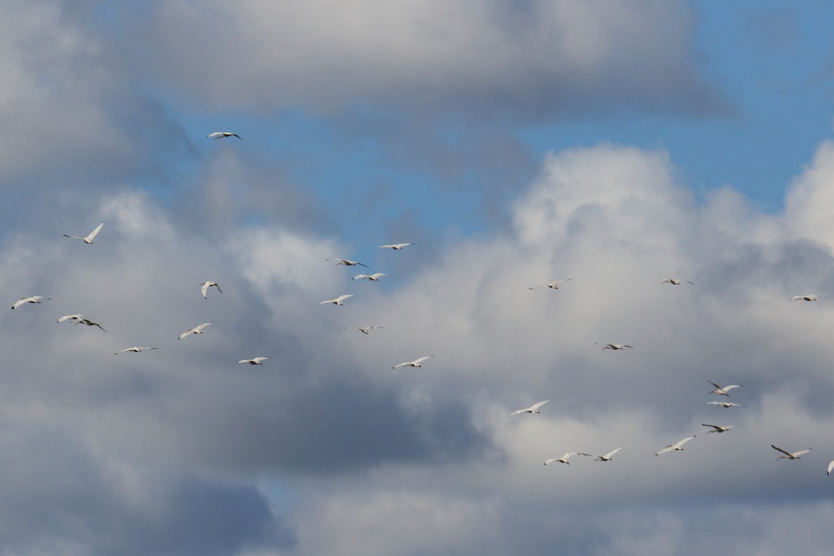 White Ibis - ML643854657