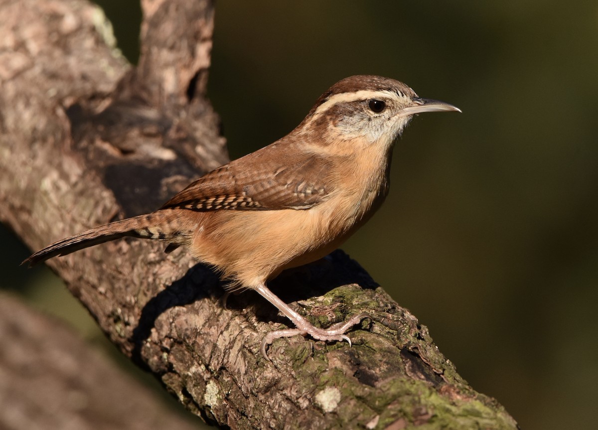 Carolina Wren - ML643854679
