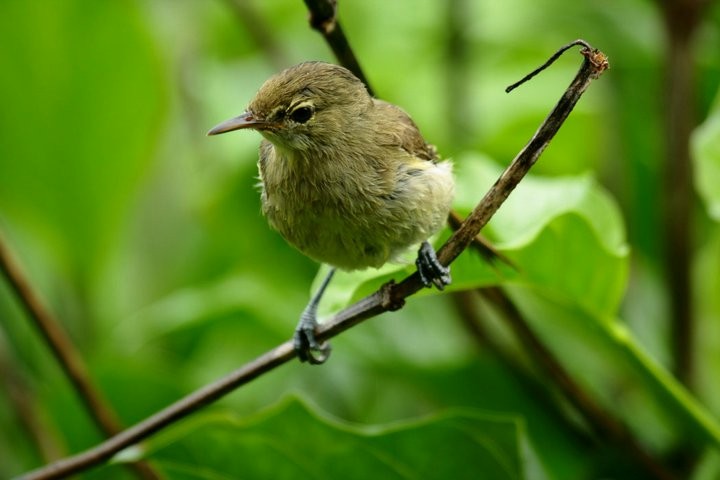Seychelles Warbler - ML643854682