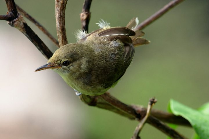 Seychelles Warbler - ML643854683