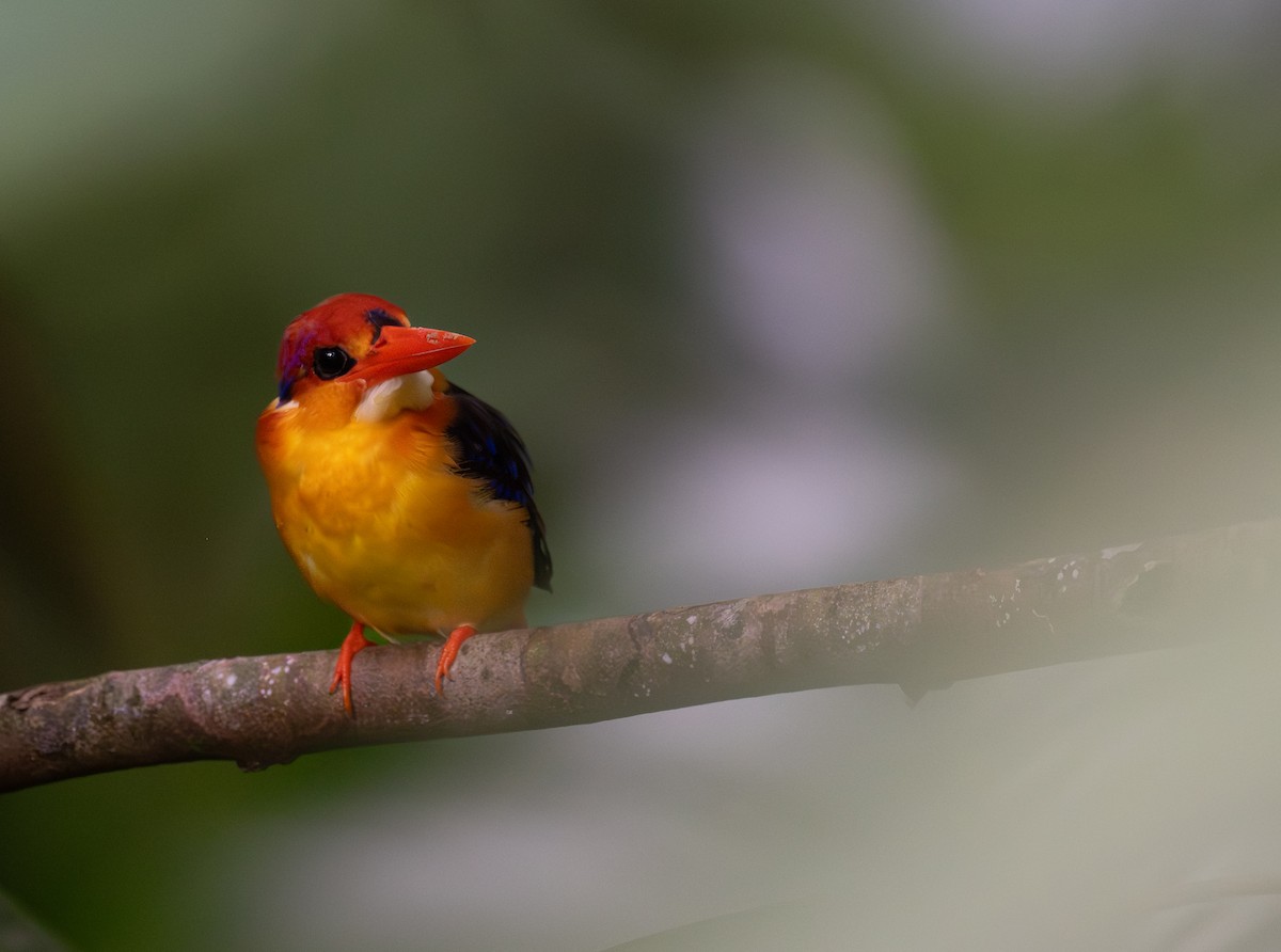 Black-backed Dwarf-Kingfisher - ML643854685