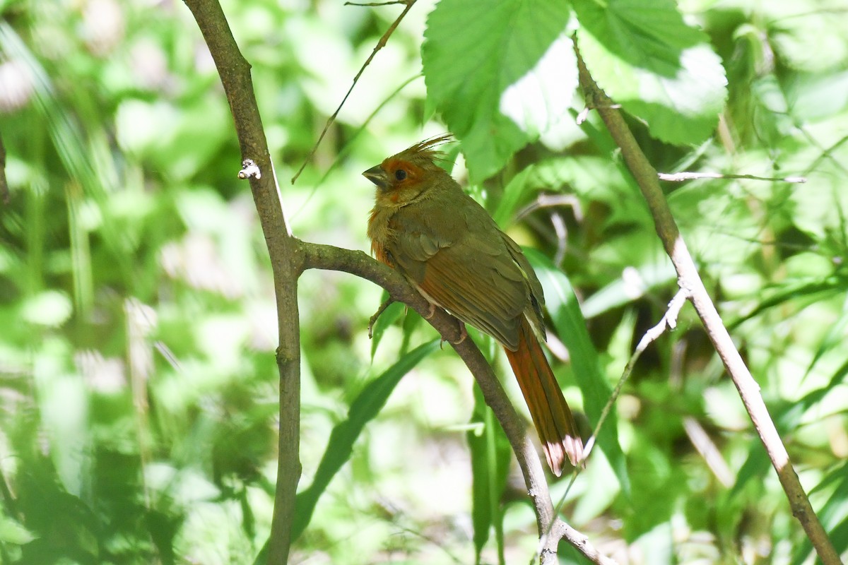 Cardinal rouge (groupe cardinalis) - ML643854703