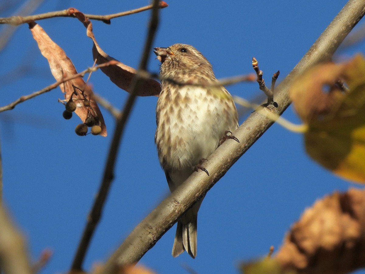 Purple Finch - ML643854705