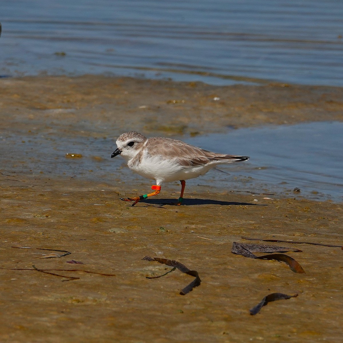 Piping Plover - ML643854708