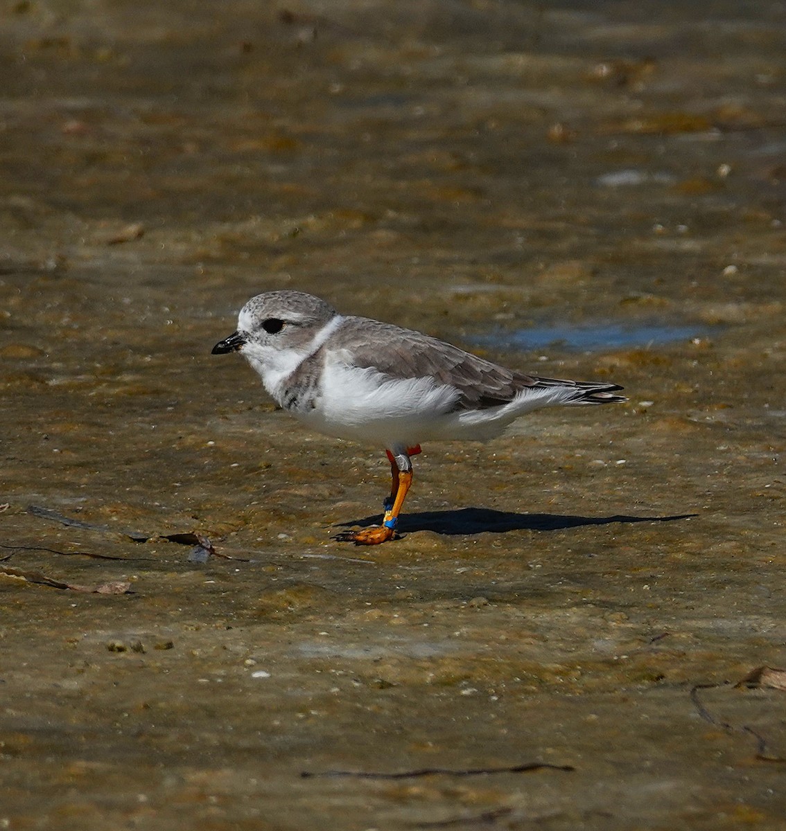 Piping Plover - ML643854709