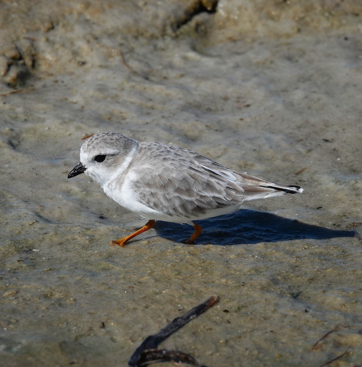Piping Plover - ML643854710