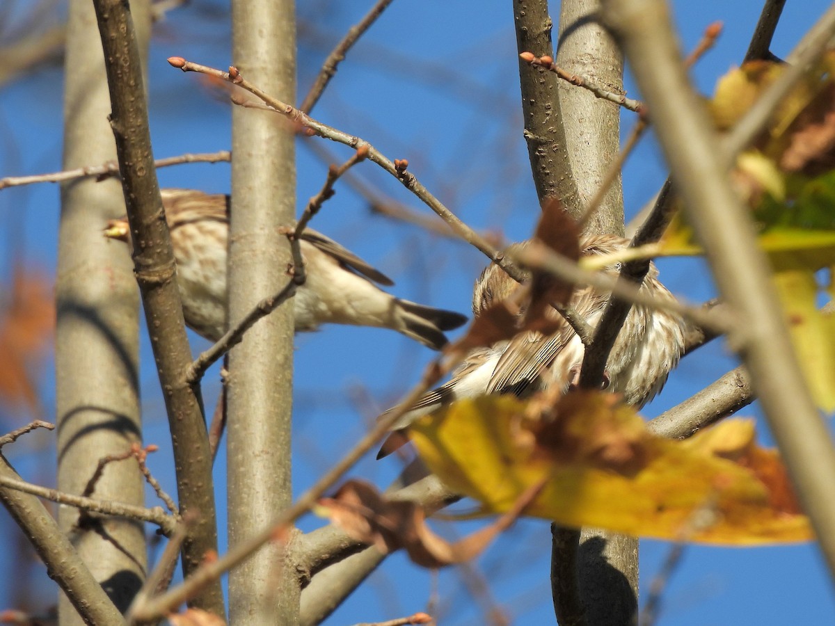 Purple Finch - ML643854726