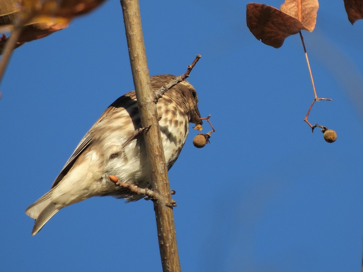 Purple Finch - ML643854730