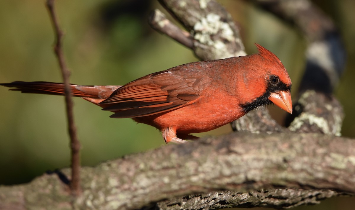 Cardinal rouge - ML643854738