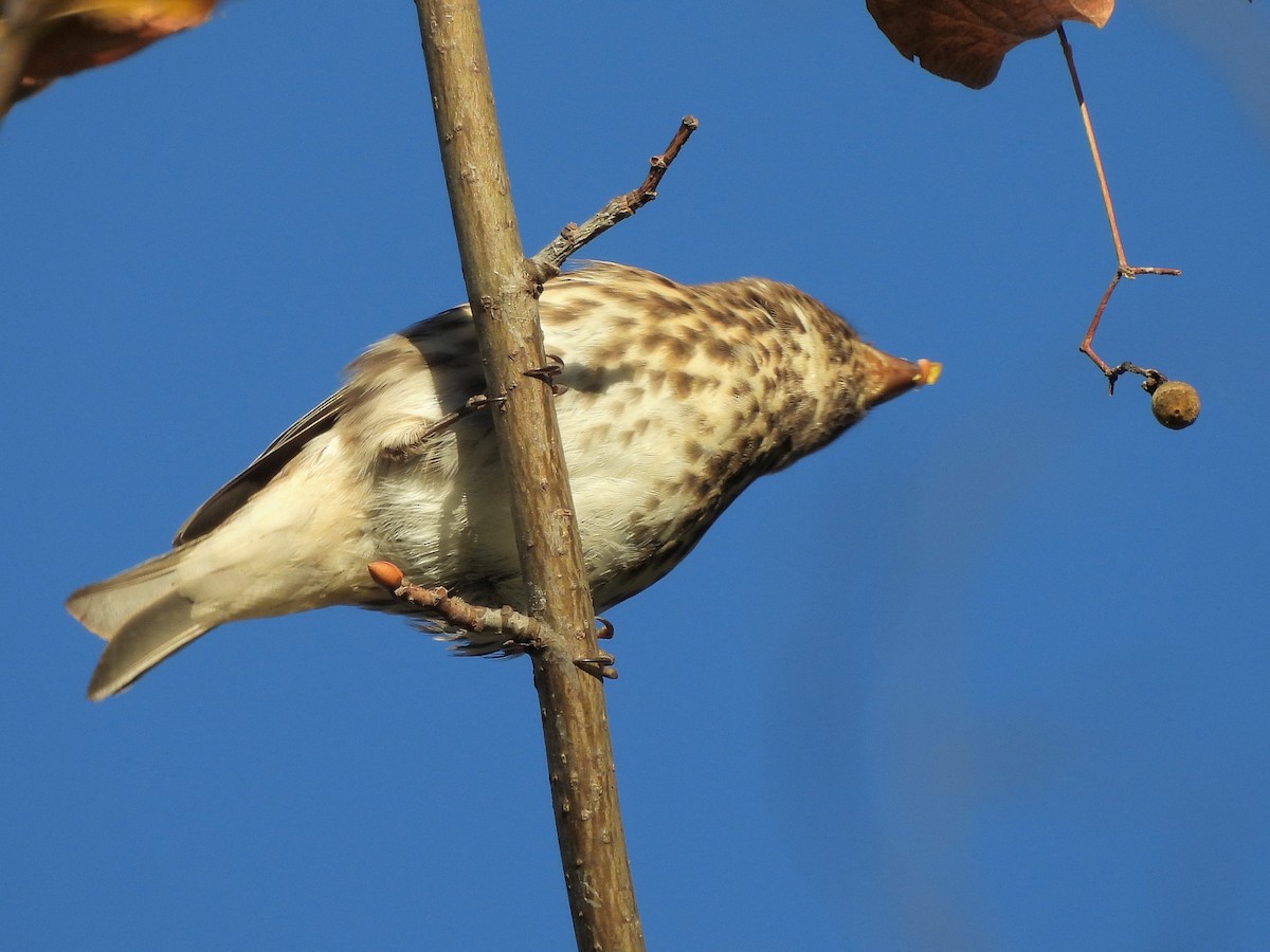 Purple Finch - ML643854740
