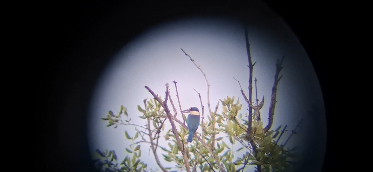 Collared Kingfisher - ML643854745