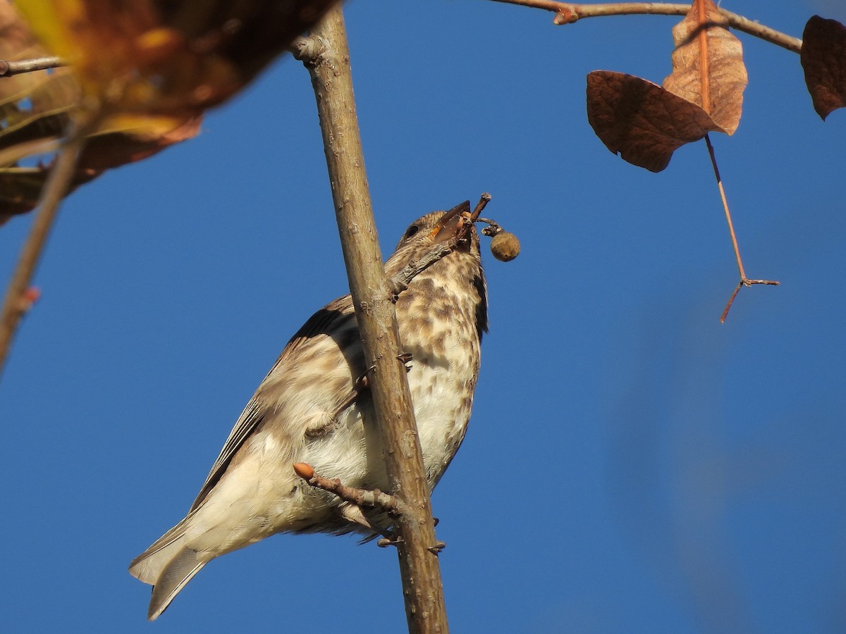 Purple Finch - ML643854746