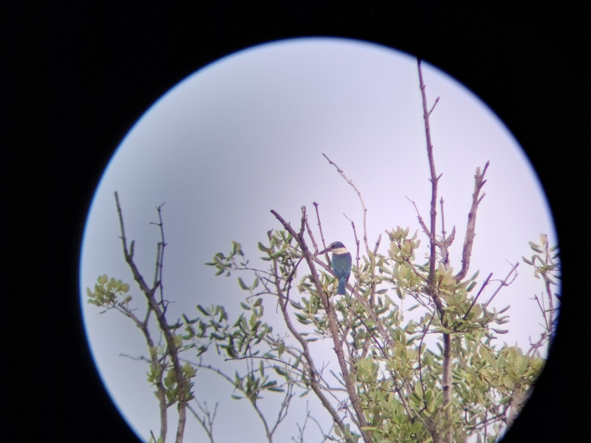 Collared Kingfisher - ML643854747