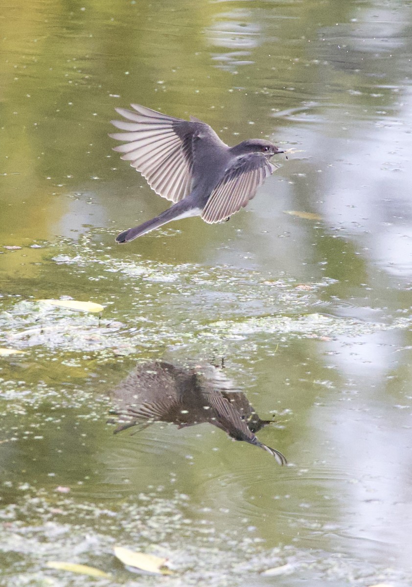 Black Phoebe - ML643854756