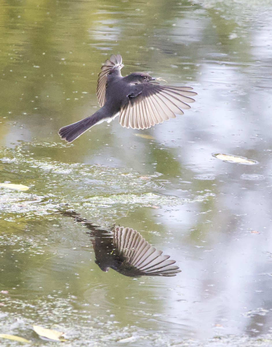 Black Phoebe - ML643854757
