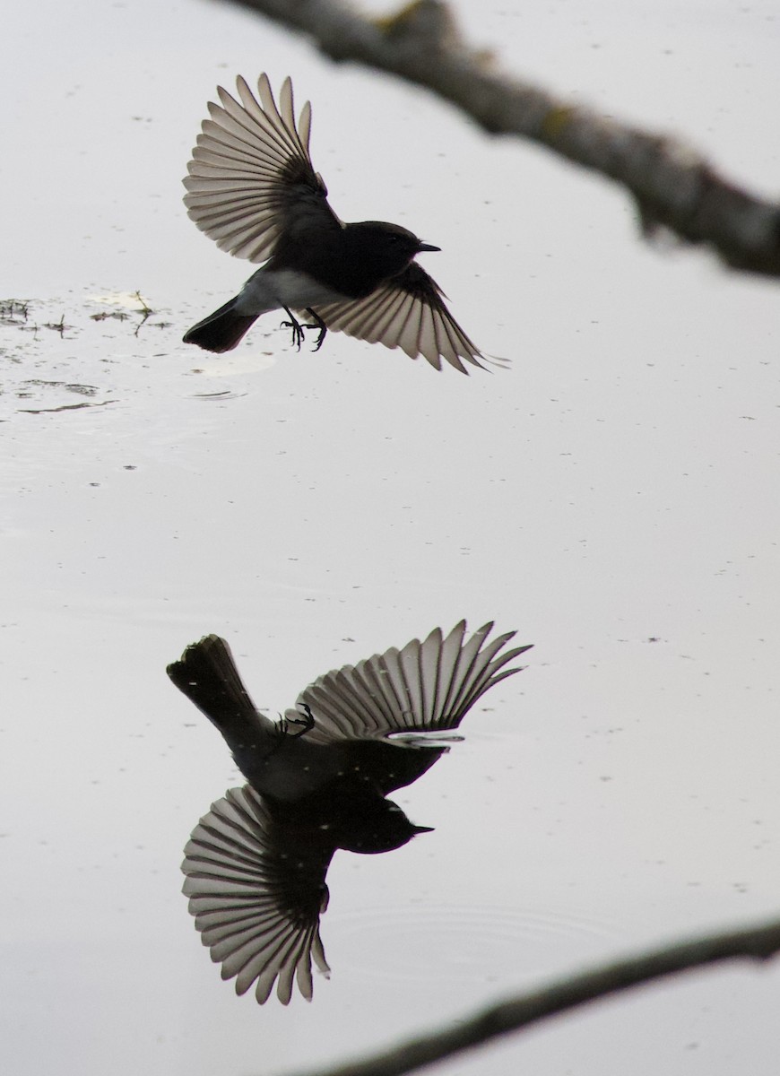 Black Phoebe - ML643854758