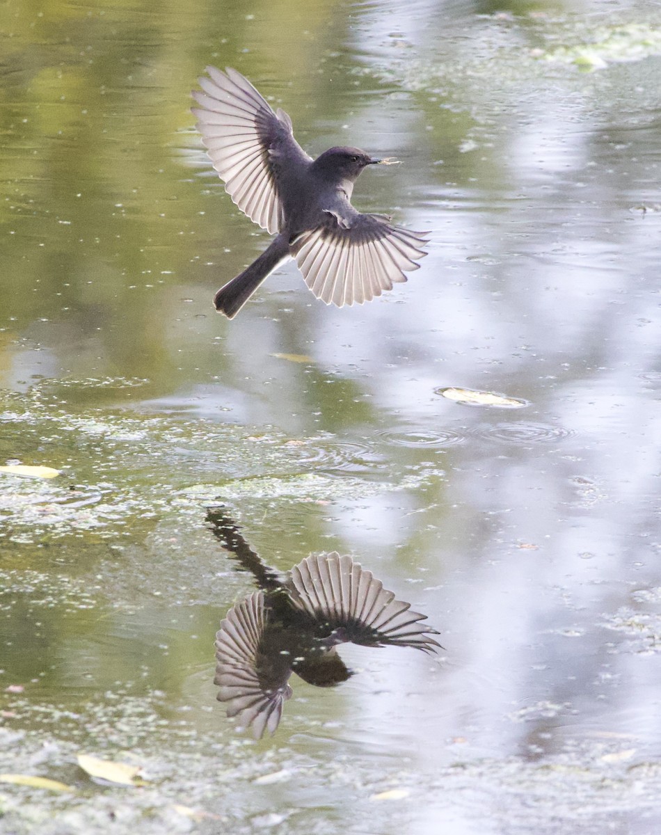 Black Phoebe - ML643854759