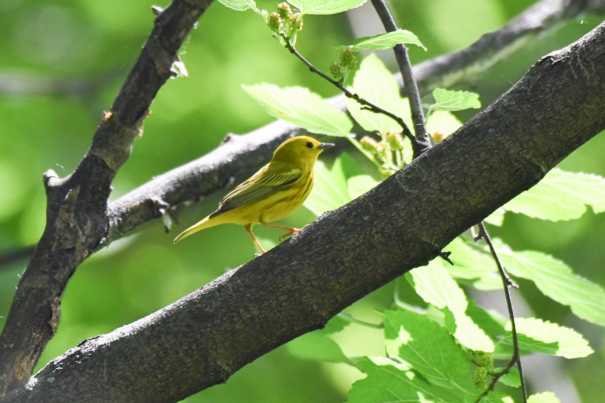 Yellow Warbler (Northern) - ML643854762