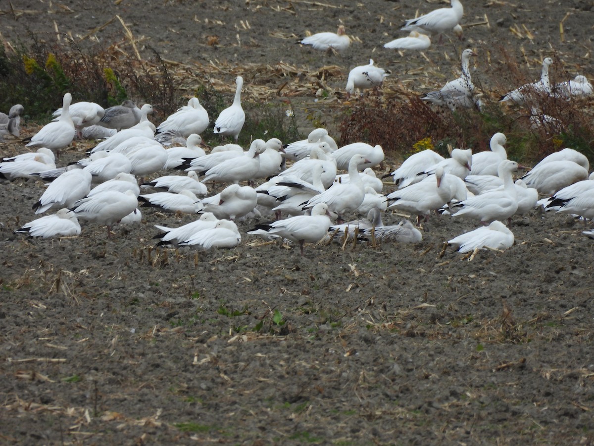 Ross's Goose - ML643854769