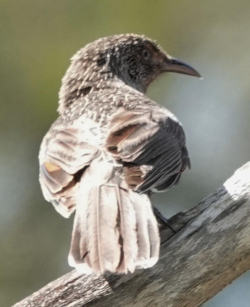 Little Wattlebird - ML643854794