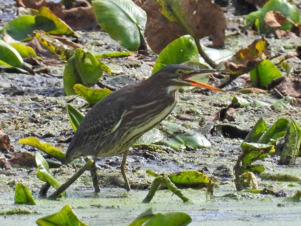Green Heron - ML643854803