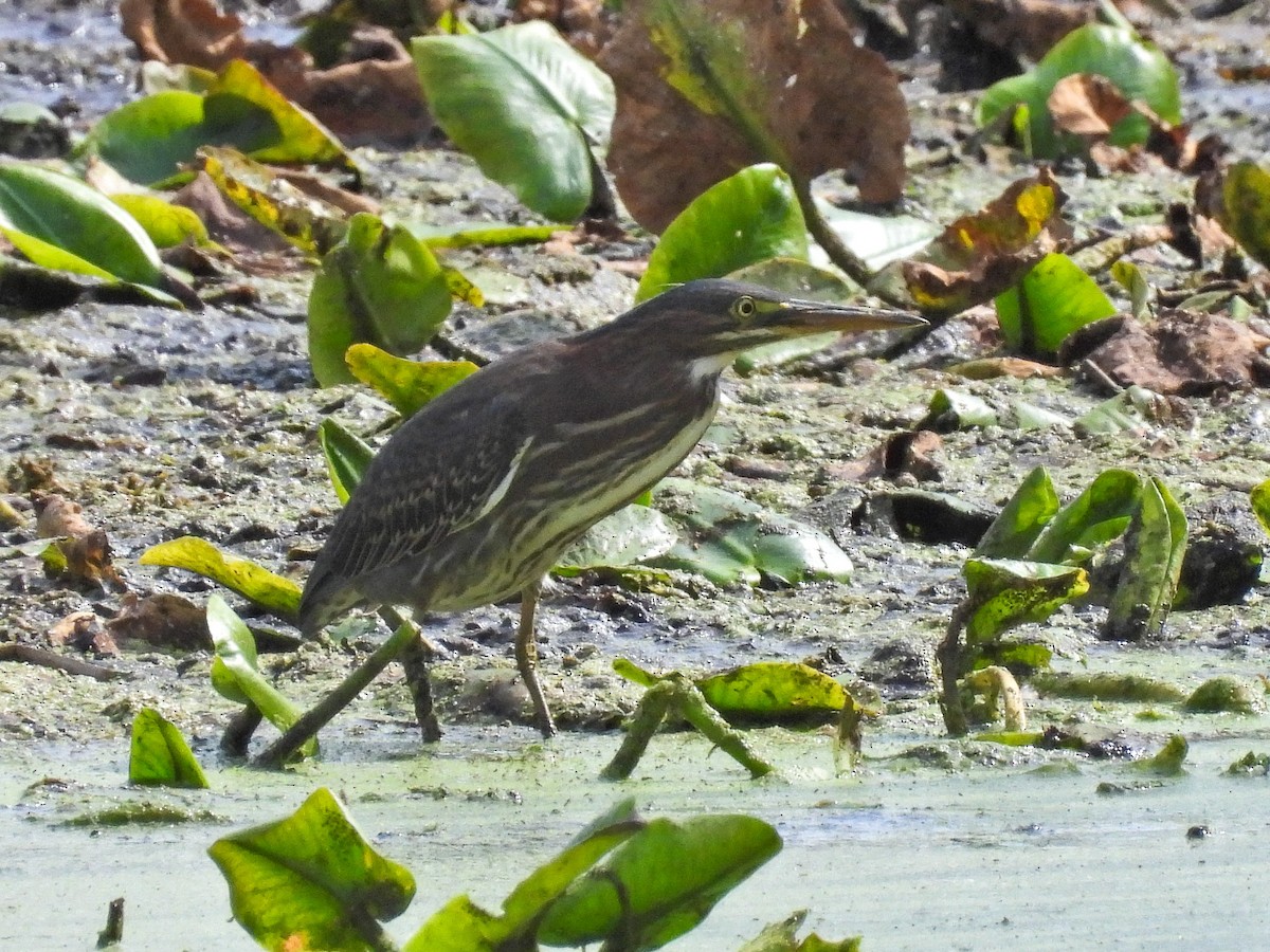 Green Heron - ML643854810