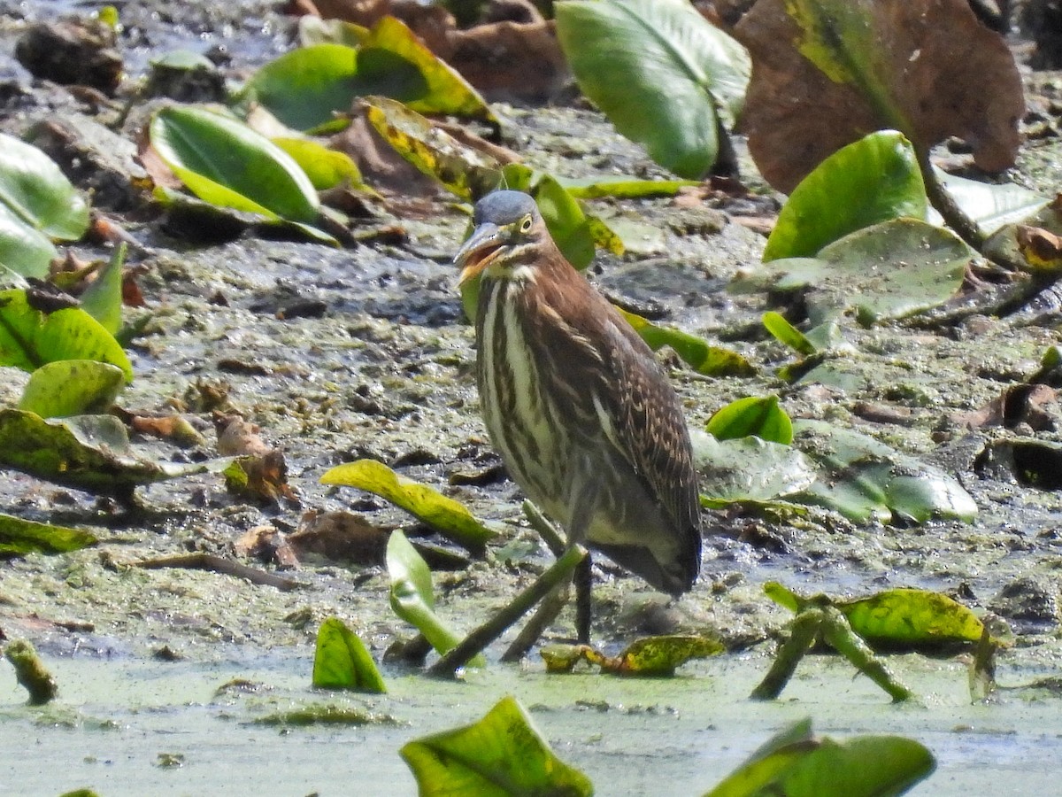 Green Heron - ML643854811