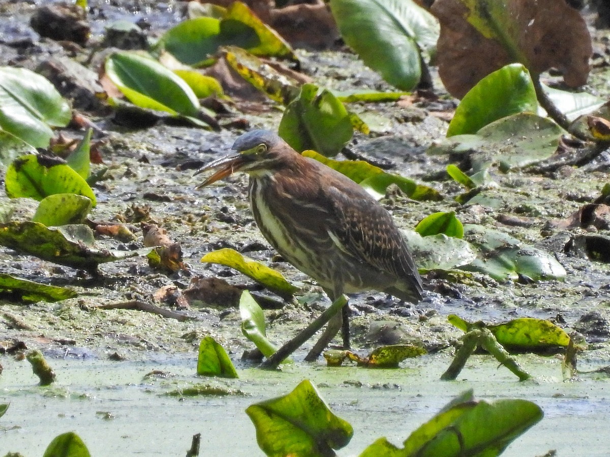 Green Heron - ML643854812