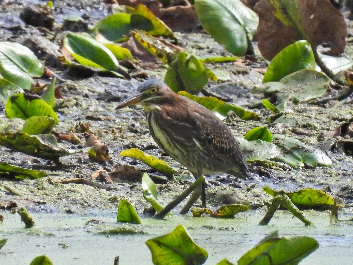 Green Heron - ML643854813