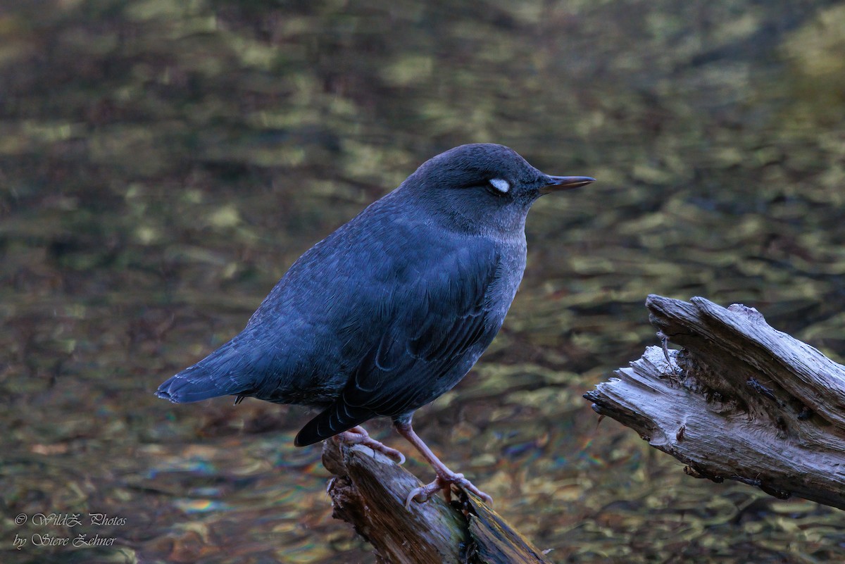 American Dipper - ML643854827