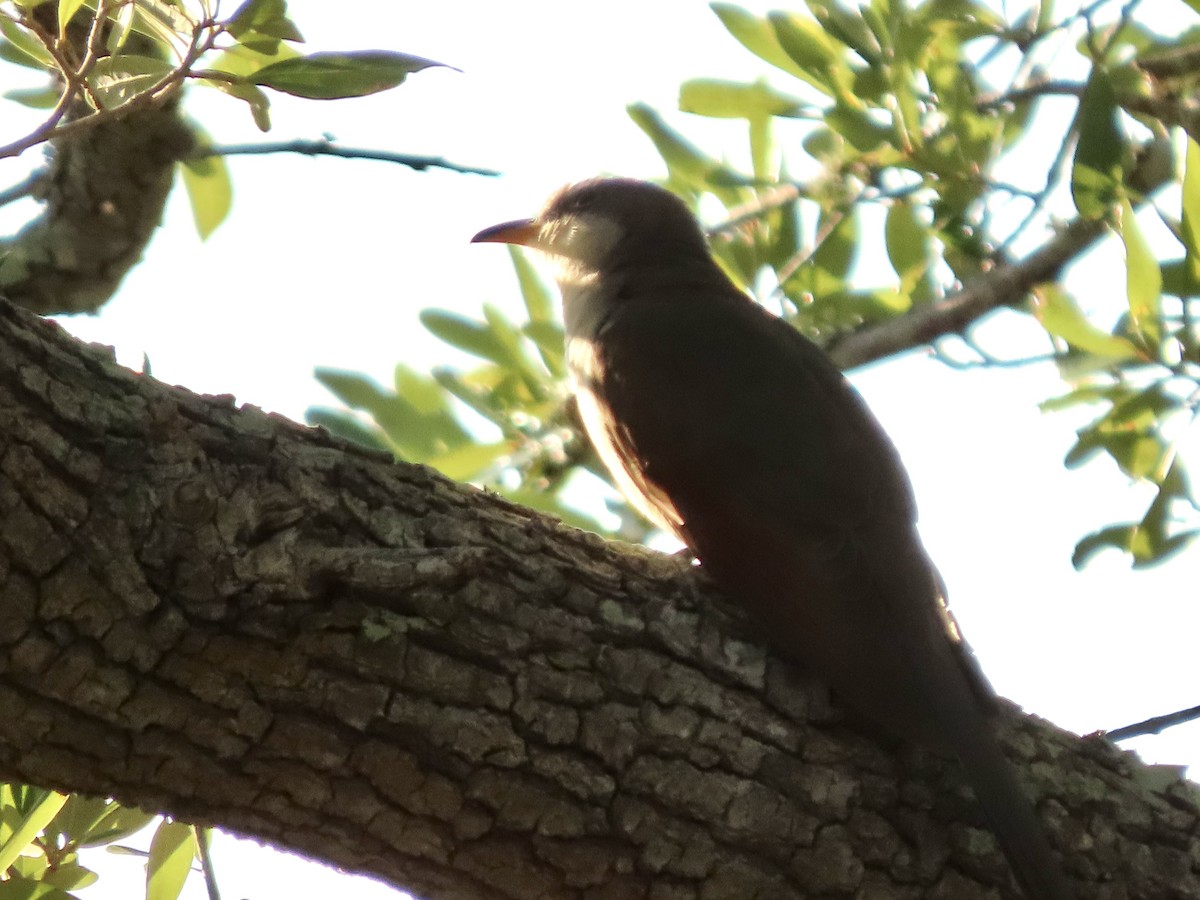 Yellow-billed Cuckoo - ML643854828